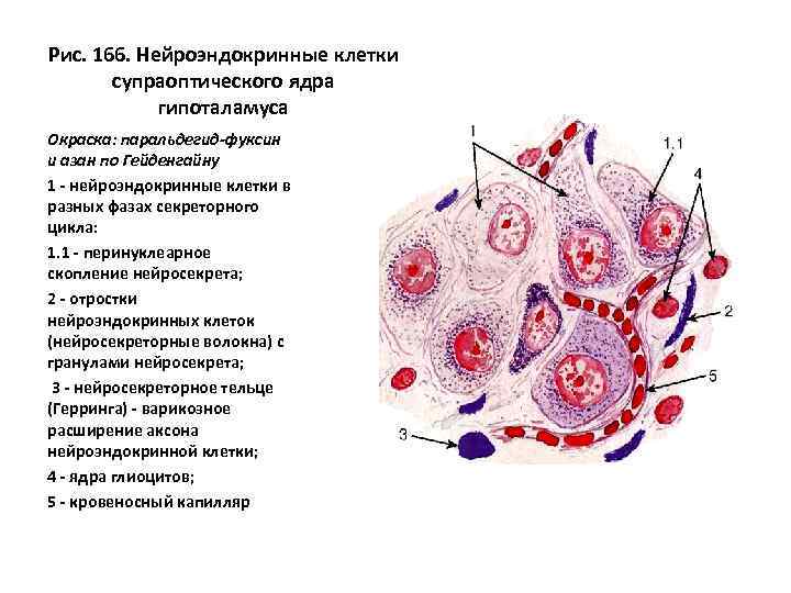 Рис. 166. Нейроэндокринные клетки супраоптического ядра гипоталамуса Окраска: паральдегид-фуксин и азан по Гейденгайну 1