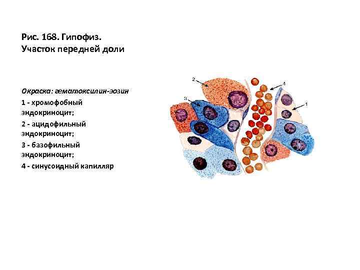 Аденогипофиз рисунок гистология