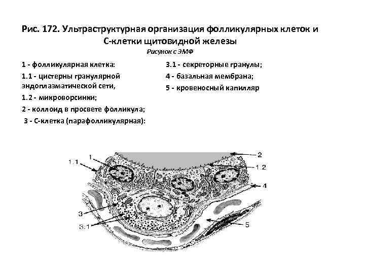 Рис. 172. Ультраструктурная организация фолликулярных клеток и С-клетки щитовидной железы Рисунок с ЭМФ 1