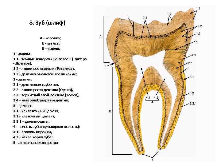 8. Зуб (шлиф) А - коронка; Б - шейка; В – корень 1 -
