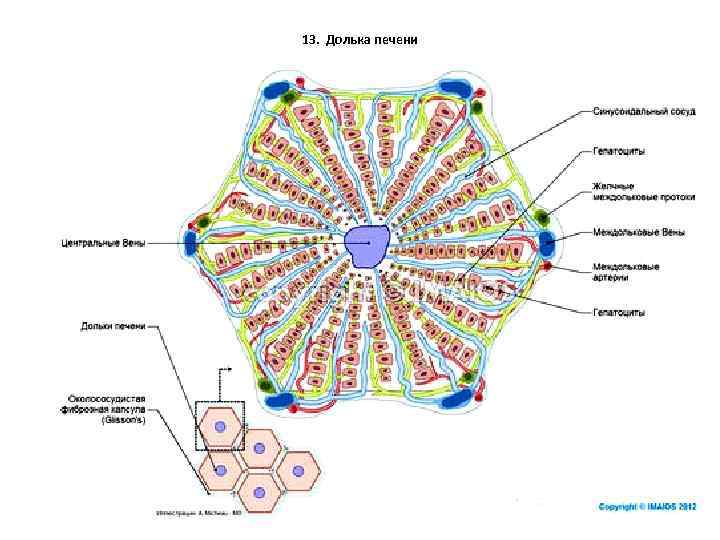 13. Долька печени 