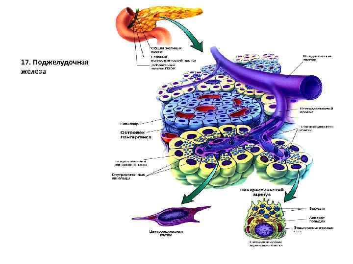 17. Поджелудочная железа 