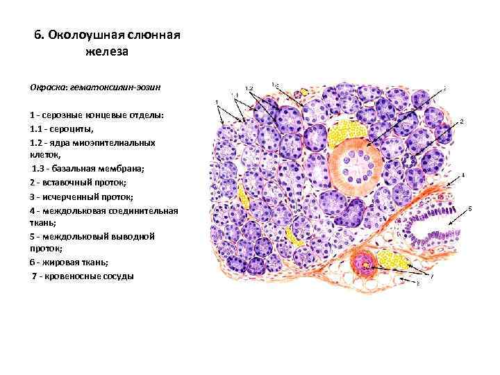 6. Околоушная слюнная железа Окраска: гематоксилин-эозин 1 - серозные концевые отделы: 1. 1 -