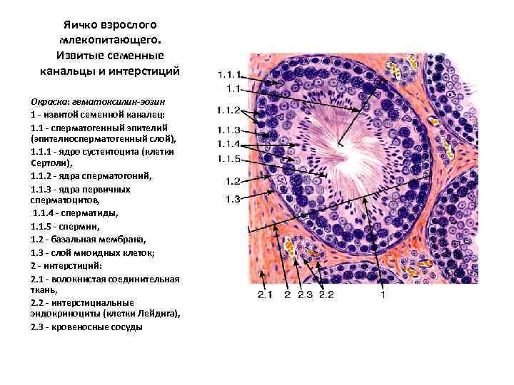 Яичко взрослого млекопитающего. Извитые семенные канальцы и интерстиций Окраска: гематоксилин-эозин 1 - извитой семенной