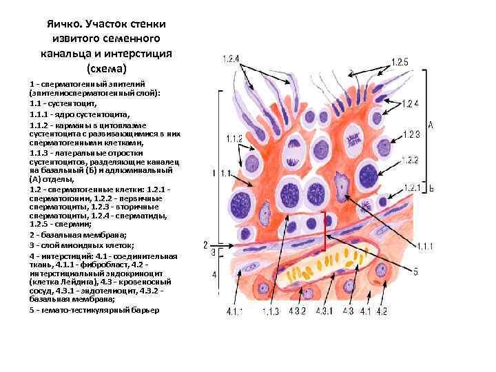 Яичко. Участок стенки извитого семенного канальца и интерстиция (схема) 1 - сперматогенный эпителий (эпителиосперматогенный
