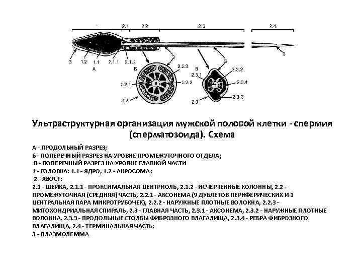 Ультраструктурная организация мужской половой клетки - спермия (сперматозоида). Схема А - ПРОДОЛЬНЫЙ РАЗРЕЗ; Б