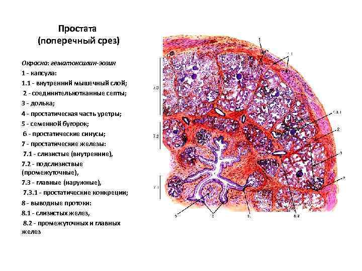 Простата (поперечный срез) Окраска: гематоксилин-эозин 1 - капсула: 1. 1 - внутренний мышечный слой;