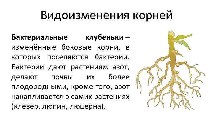 Боковые корни