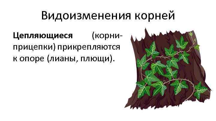 Видоизменения корней Цепляющиеся (корниприцепки) прикрепляются к опоре (лианы, плющи). 