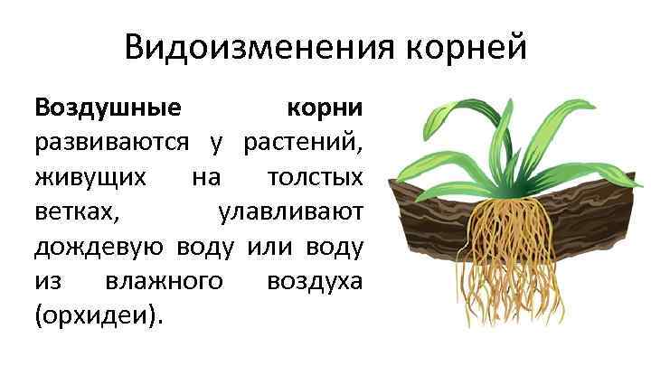Видоизменения корней Воздушные корни развиваются у растений, живущих на толстых ветках, улавливают дождевую воду