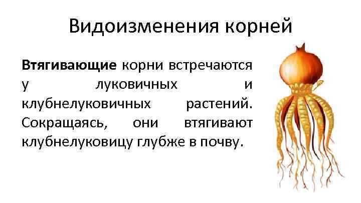 Видоизменения корней Втягивающие корни встречаются у луковичных и клубнелуковичных растений. Сокращаясь, они втягивают клубнелуковицу