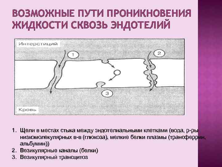 ВОЗМОЖНЫЕ ПУТИ ПРОНИКНОВЕНИЯ ЖИДКОСТИ СКВОЗЬ ЭНДОТЕЛИЙ 1. Щели в местах стыка между эндотелиальными клетками