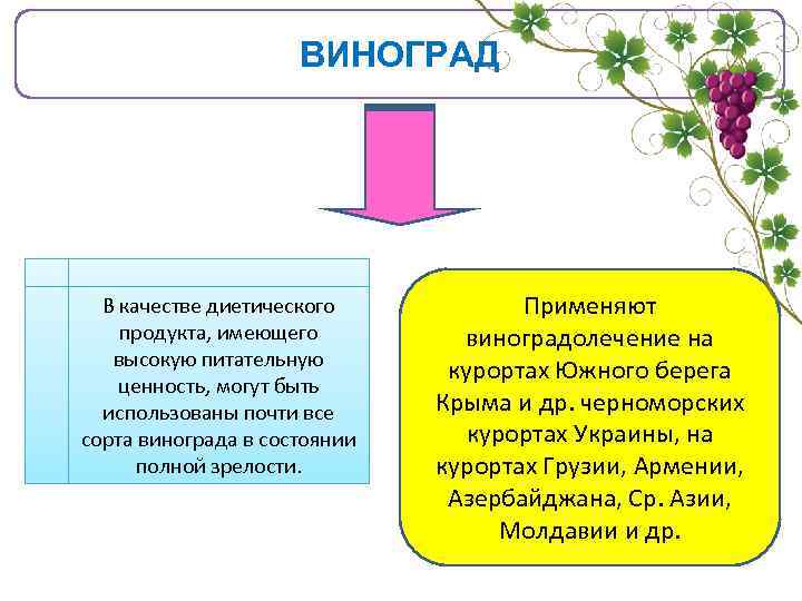 ВИНОГРАД В качестве диетического продукта, имеющего высокую питательную ценность, могут быть использованы почти все