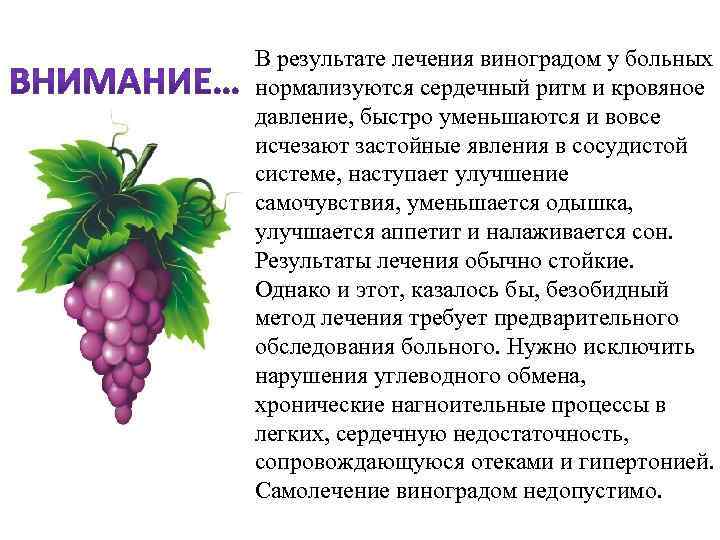В результате лечения виноградом у больных нормализуются сердечный ритм и кровяное давление, быстро уменьшаются
