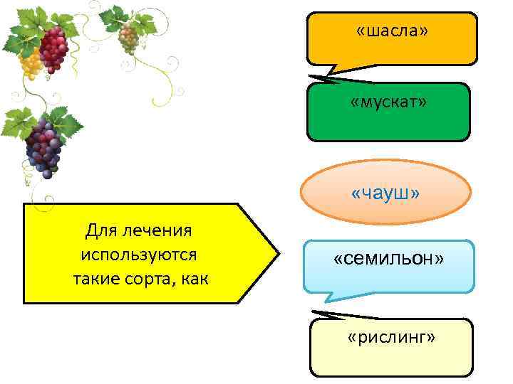  «шасла» «мускат» «чауш» Для лечения используются такие сорта, как «семильон» «рислинг» 
