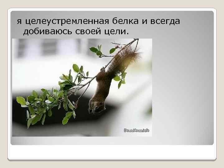 я целеустремленная белка и всегда добиваюсь своей цели. 
