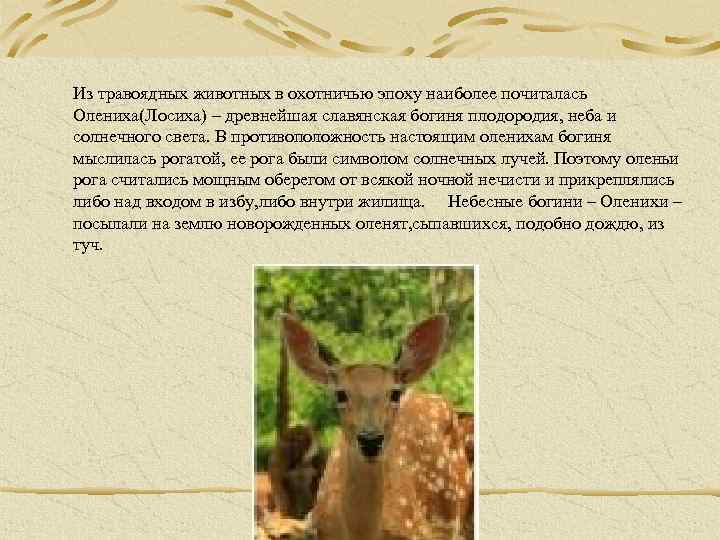 Из травоядных животных в охотничью эпоху наиболее почиталась Олениха(Лосиха) – древнейшая славянская богиня плодородия,