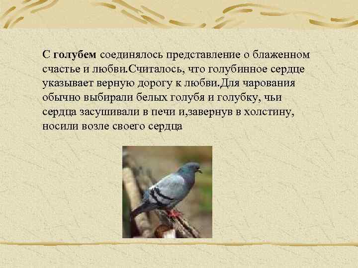 С голубем соединялось представление о блаженном счастье и любви. Считалось, что голубинное сердце указывает