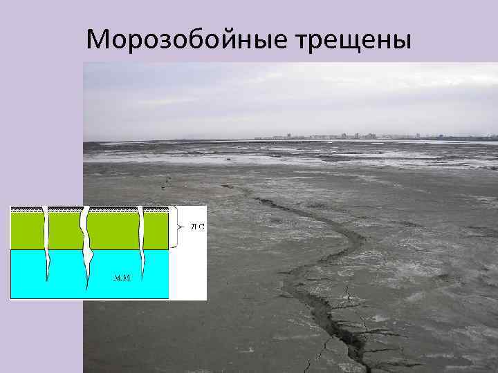 Морозобойные трещены 