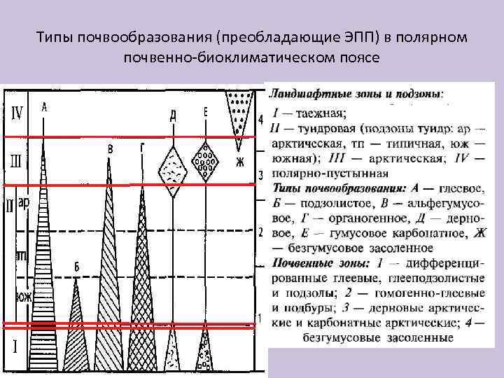 Типы почвообразования (преобладающие ЭПП) в полярном почвенно-биоклиматическом поясе 