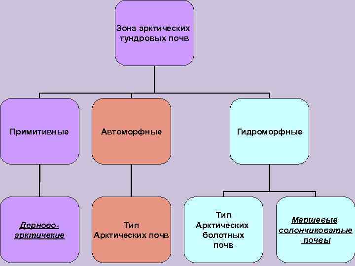 Зона арктических тундровых почв Примитивные Дерновоарктичекие Автоморфные Тип Арктических почв Гидроморфные Тип Арктических болотных