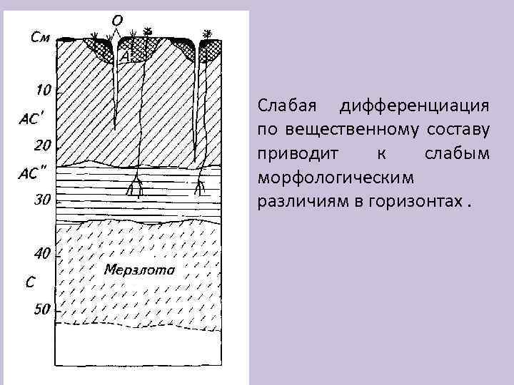  • Слабая дифференциация по вещественному составу приводит к слабым морфологическим различиям в горизонтах.