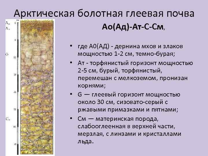 Арктическая болотная глеевая почва Ао(Ад)-Ат-С-См, • где А 0(АД) - дернина мхов и злаков