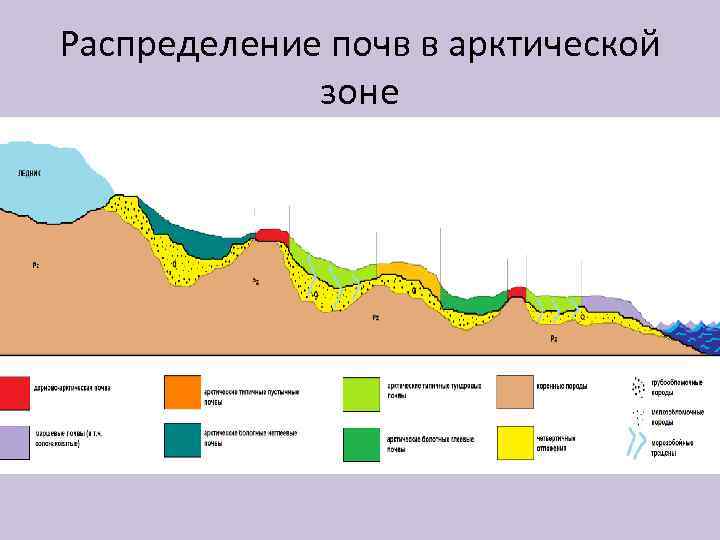 Распределение почв в арктической зоне 