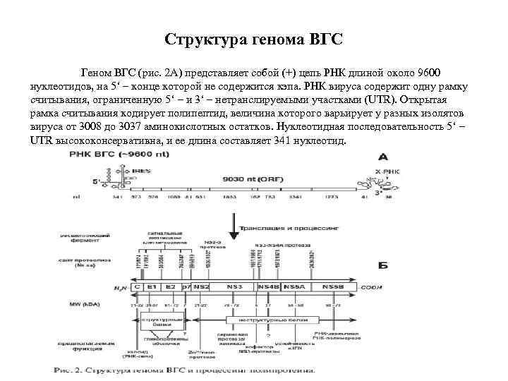 Структура генома ВГС Геном ВГС (рис. 2 А) представляет собой (+) цепь РНК длиной