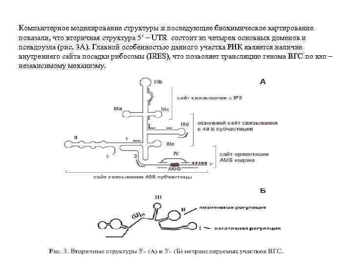 Компьютерное моделирование структуры и последующее биохимическое картирование показали, что вторичная структура 5‘ – UTR