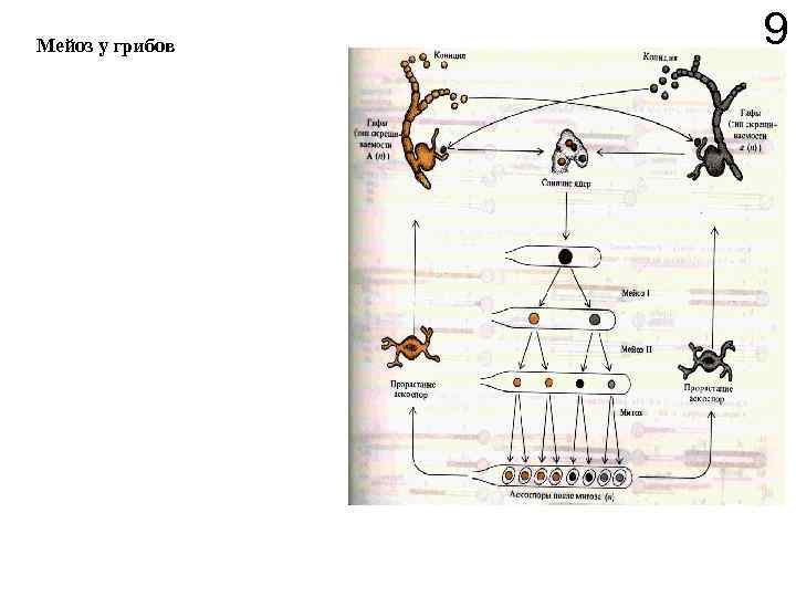 Мейоз у грибов 9 
