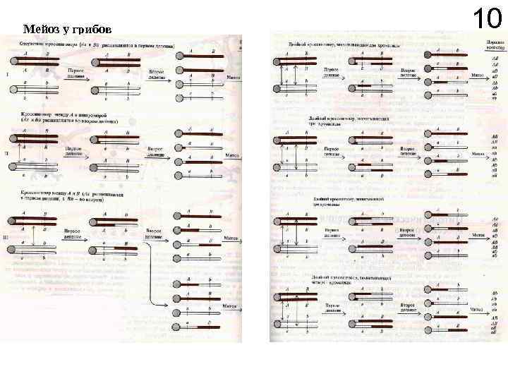 Мейоз у грибов 10 