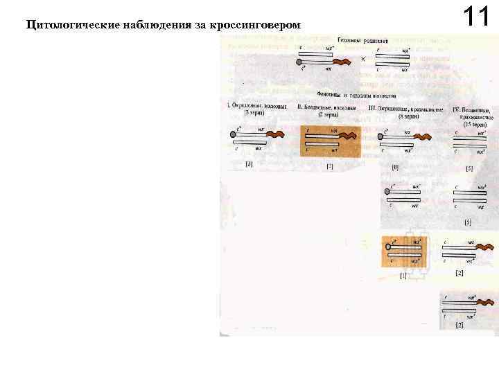 Цитологические наблюдения за кроссинговером 11 