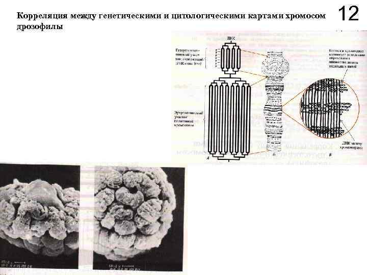 Корреляция между генетическими и цитологическими картами хромосом дрозофилы 12 