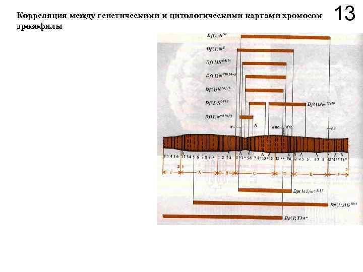 Цитологическая карта хромосом