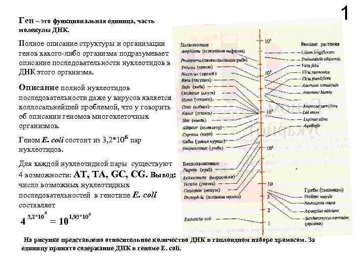 Ген – это функциональная единица, часть молекулы ДНК. Полное описание структуры и организации генов