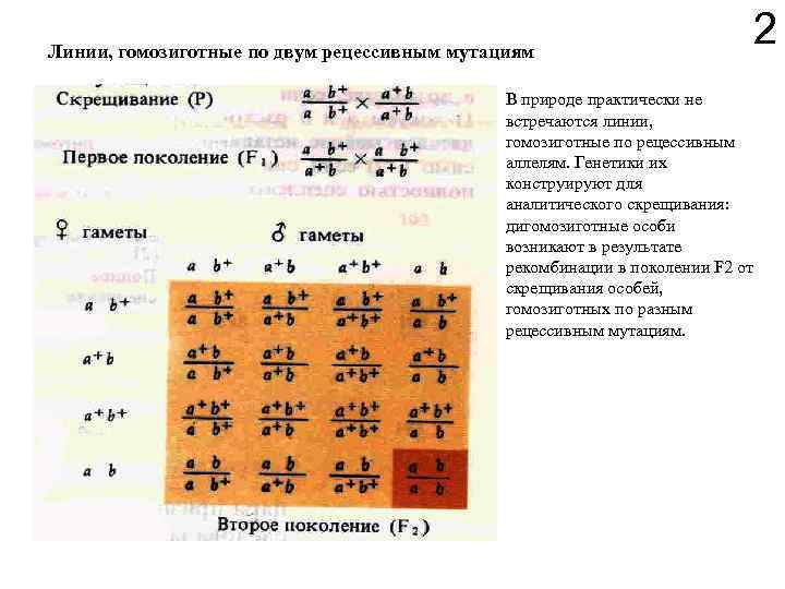 Линии, гомозиготные по двум рецессивным мутациям В природе практически не встречаются линии, гомозиготные по