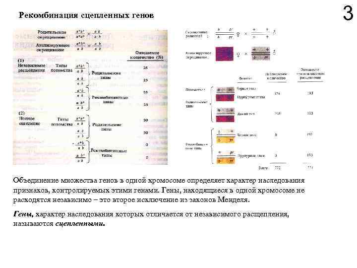 Рекомбинация сцепленных генов Объединение множества генов в одной хромосоме определяет характер наследования признаков, контролируемых