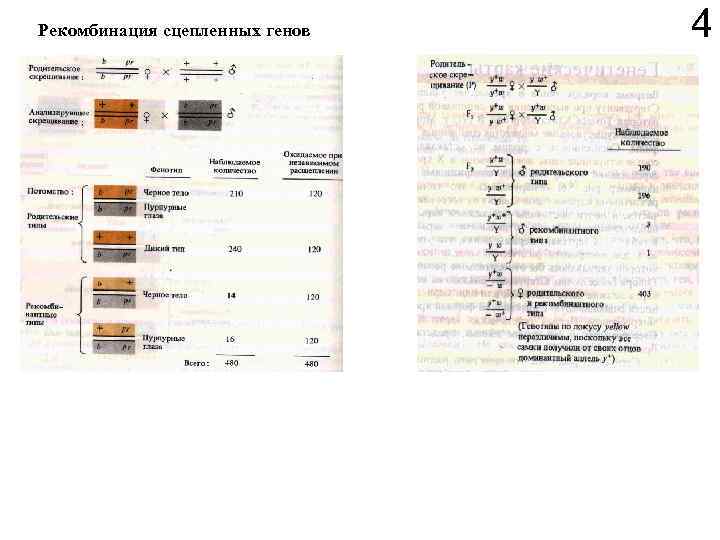 Рекомбинация сцепленных генов 4 