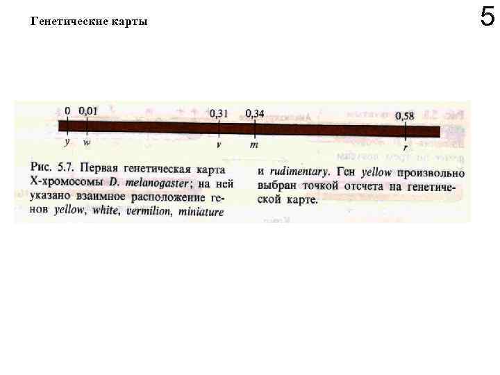 Генетические карты 5 