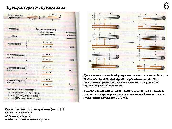 Трехфакторные скрещивания 6 Доказательство линейной упорядоченности генетической карты основывается на закономерностях расщепления по трем