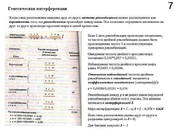 7 Генетическая интерференция Когда гены расположены недалеко друг от друга частоту рекомбинации можно рассматривать