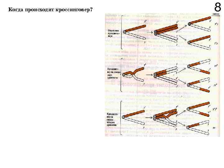 Когда происходит кроссинговер? 8 