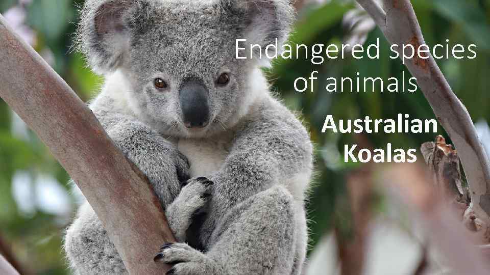 Endangered species of animals Australian Koalas 