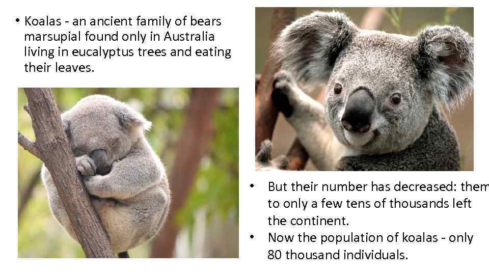  • Koalas - an ancient family of bears marsupial found only in Australia