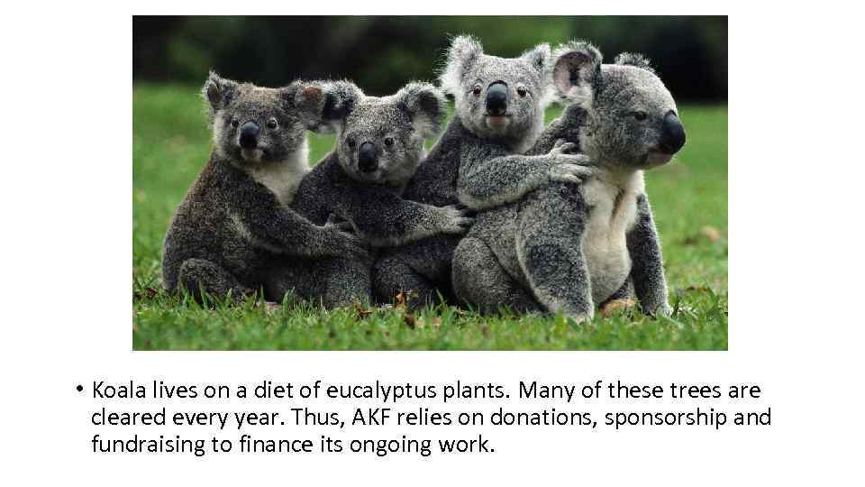  • Koala lives on a diet of eucalyptus plants. Many of these trees