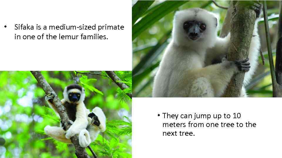  • Sifaka is a medium-sized primate in one of the lemur families. •