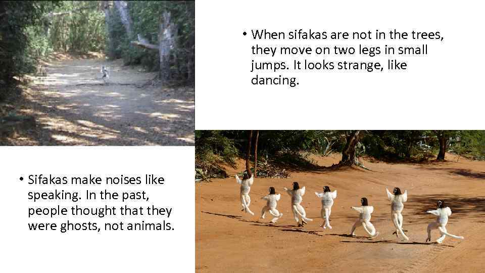  • When sifakas are not in the trees, they move on two legs