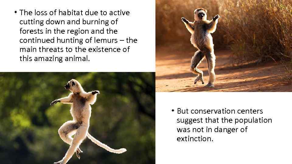  • The loss of habitat due to active cutting down and burning of