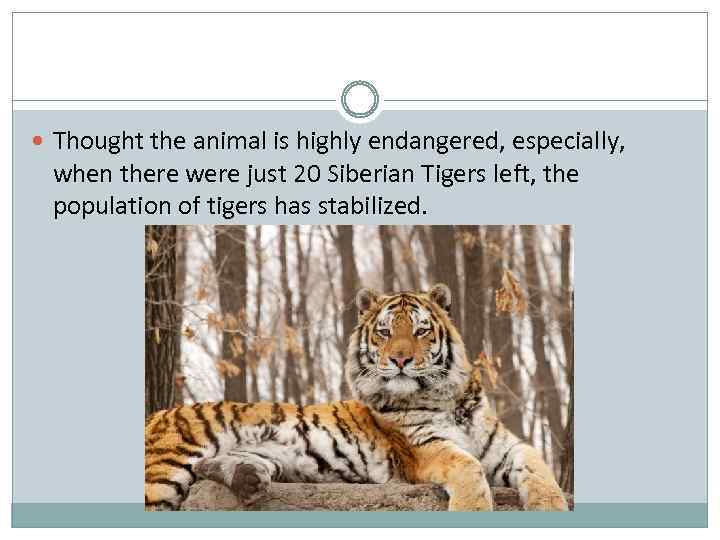  Thought the animal is highly endangered, especially, when there were just 20 Siberian